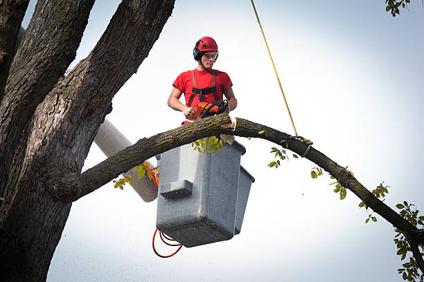 Best Large Tree Removal  in Fairbanks Ranch, CA